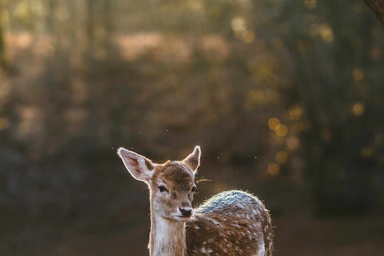 Aperiam animi quia neque